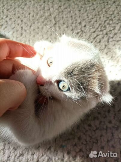 Шотландская