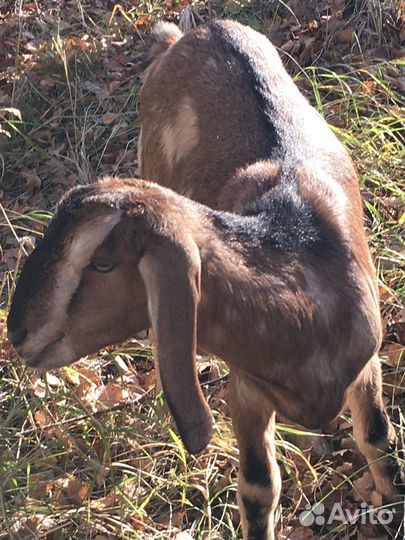 Козочки Нубобиталлки и Нубийский козлик