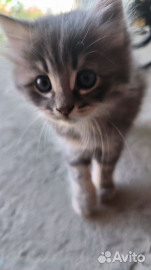 Котик в добрые руки