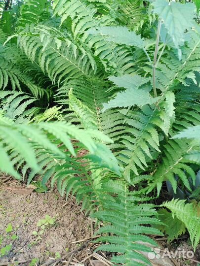 Папоротник садовый