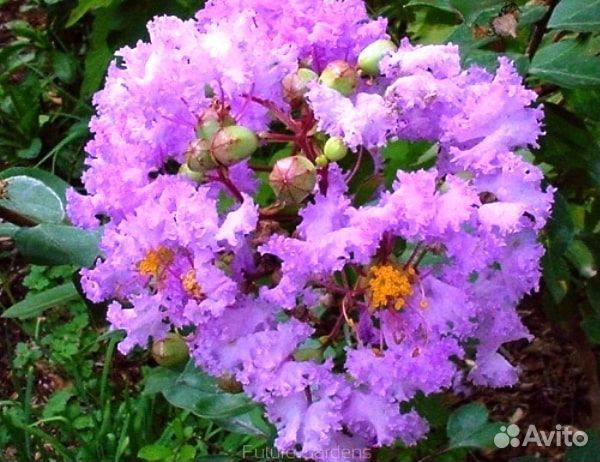 Лагерстремия индийская сирень