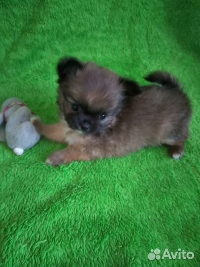 Продам щенка чихуахуа