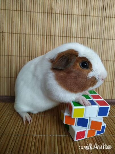 Морская свинка Цветной английский крестед