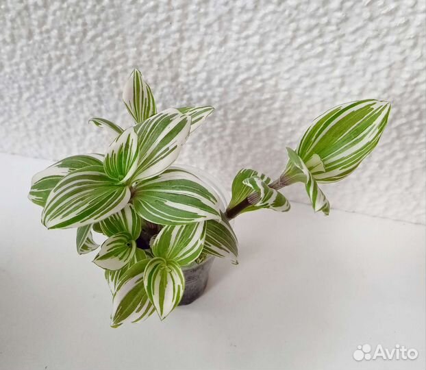 Растения комнатные