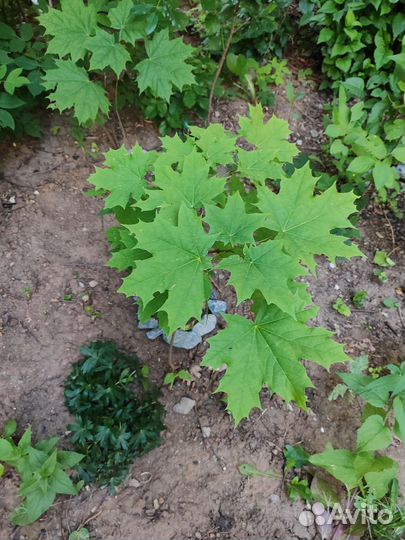 Клен остролистный