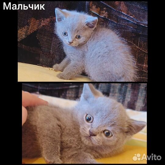 Британские котята