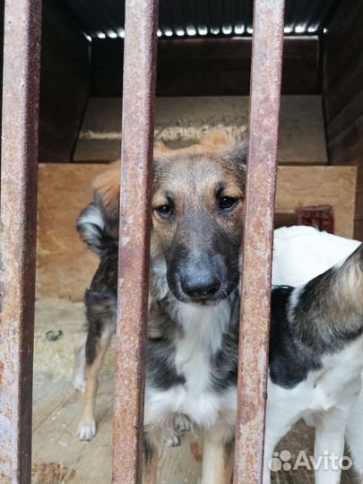 Щенки в приюте