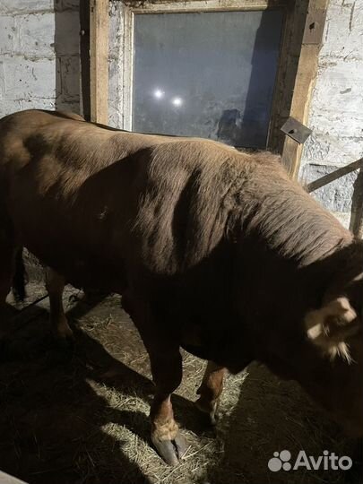 Бык на племя.Лимузин.2 года. 250 т
