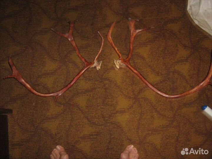 Рога оленя. Пара