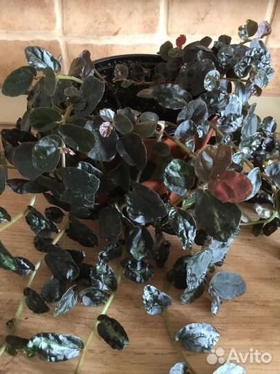 Пеллиония Даво