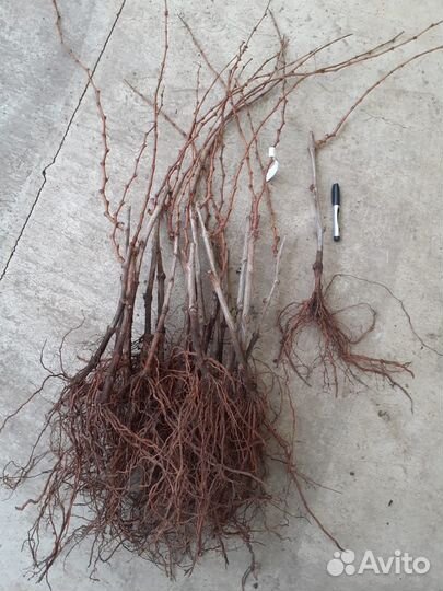 Саженцы винограда