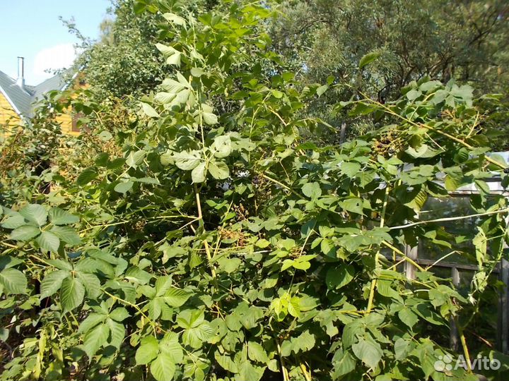 Ежевика, малина, жимолость саженцы для посадки