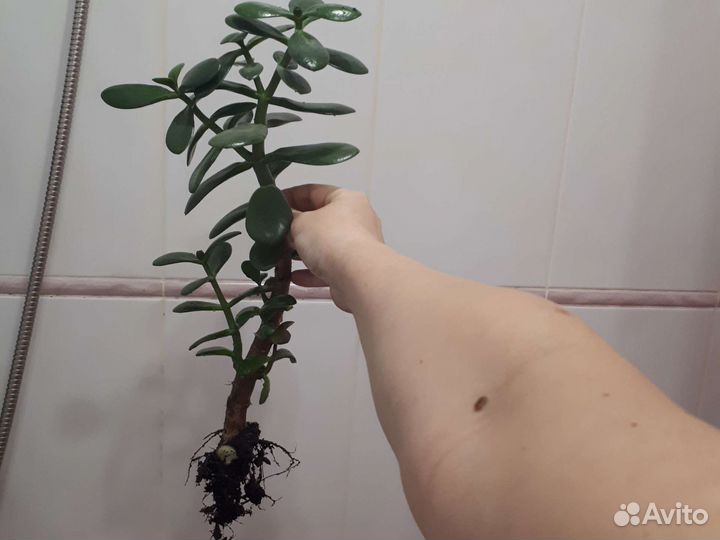 Толстянка. Денежное дерево