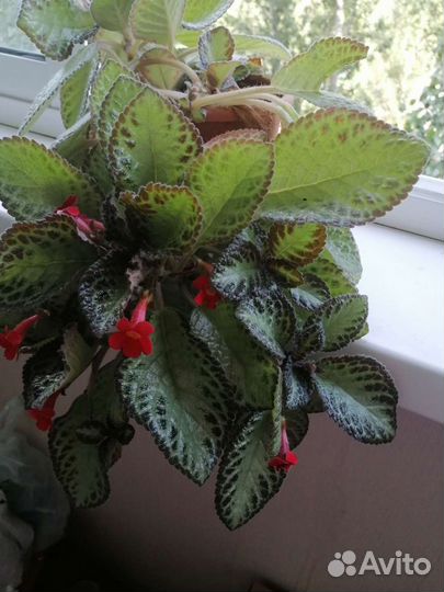 Эписция, бегония, сингониум