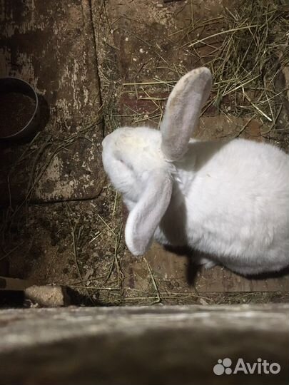 Крольчата 2мес