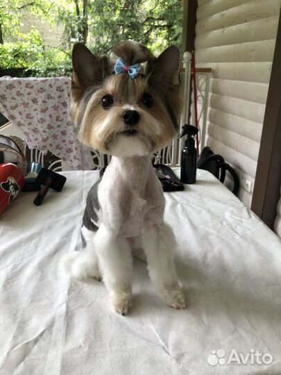 Груминг и УЗ чистка зубов (стрижка животных)