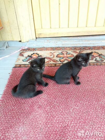 Черный котенок