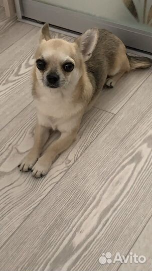 Передержка