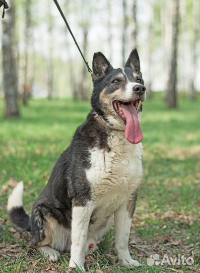 Чак грустит в приюте