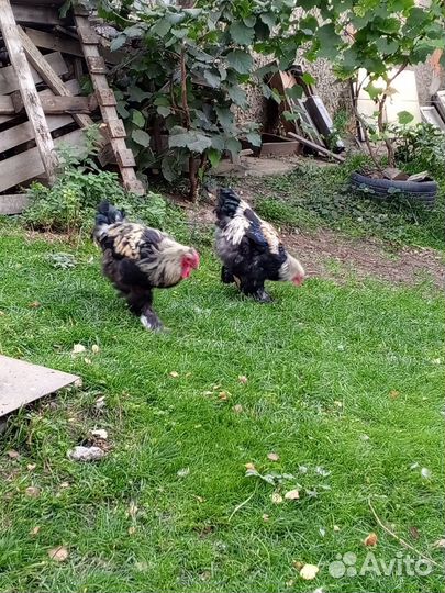 Петухи породистые