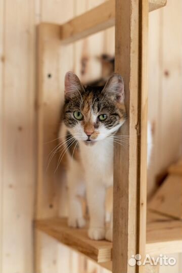 Кошка Дамка 4 года в дар