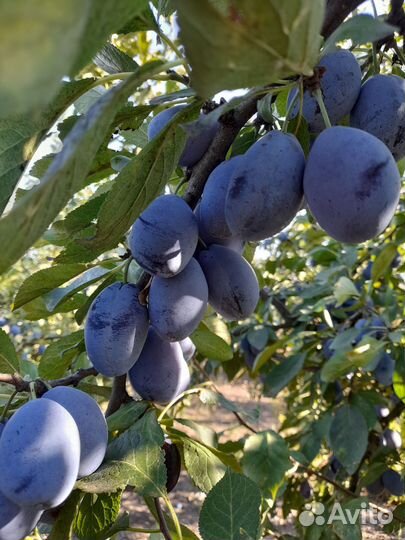 Слива стенлей