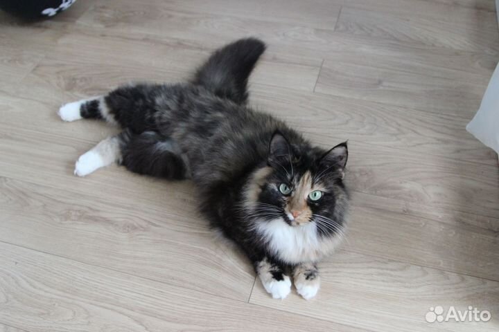 Ласковая трехцветная кошка в добрые руки