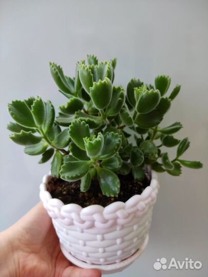 Суккулент в горшке