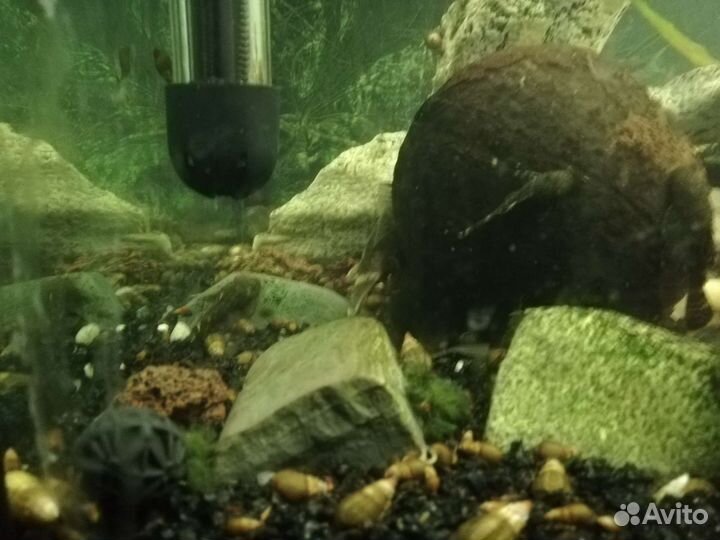 Сомики анциструсы