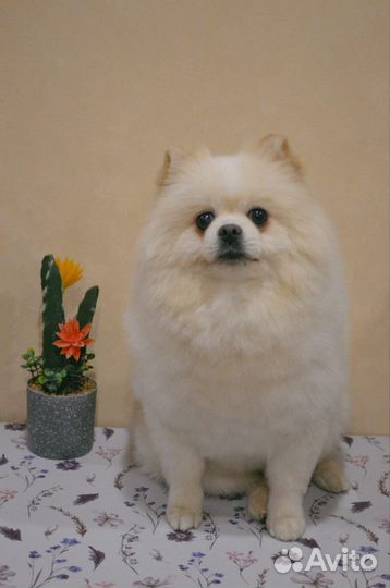 Померанский шпиц для вязки