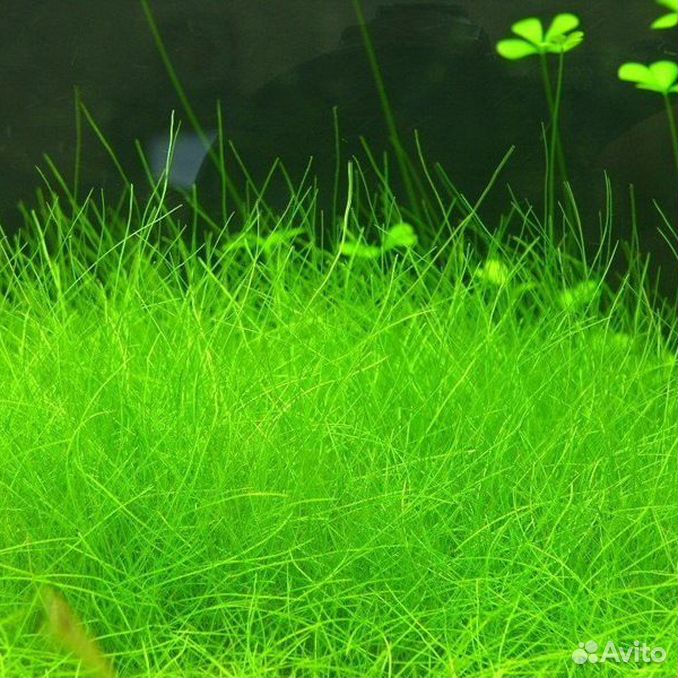 Элеохарис Парвула мини (Eleocharis parvula Mini)