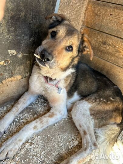 Собака из приюта Некрасовка в добрые руки