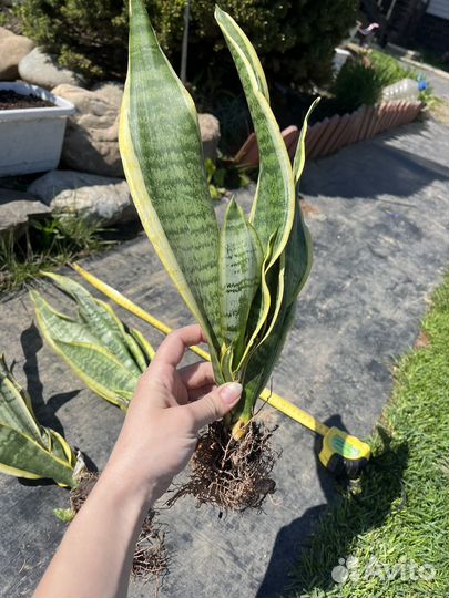 Сансевиерия тещин язык