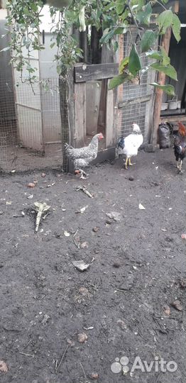 Продаю молодых петухов