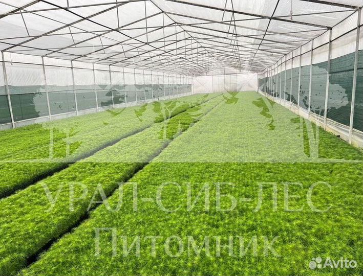 Сеянцы на лесовосстановление Горная сосна Мугус зк