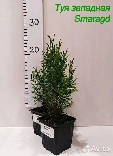 Туя западная Смарагд (Smaragd)