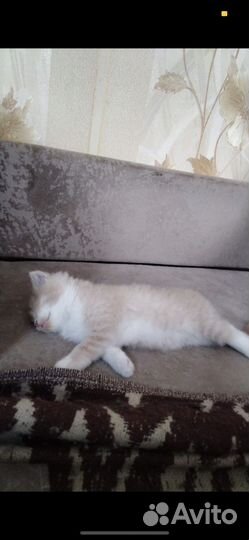Котенок