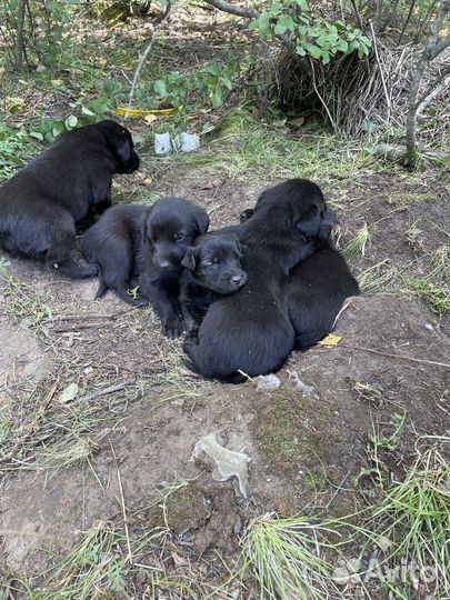 Собака лабрадор