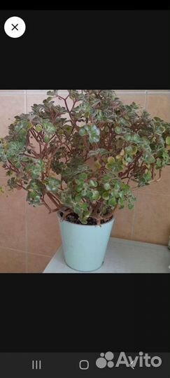 Анхризон(дерево любви)