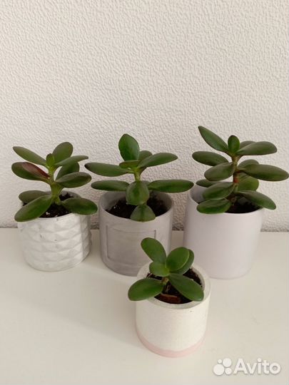 Крассула толстянка денежное дерево