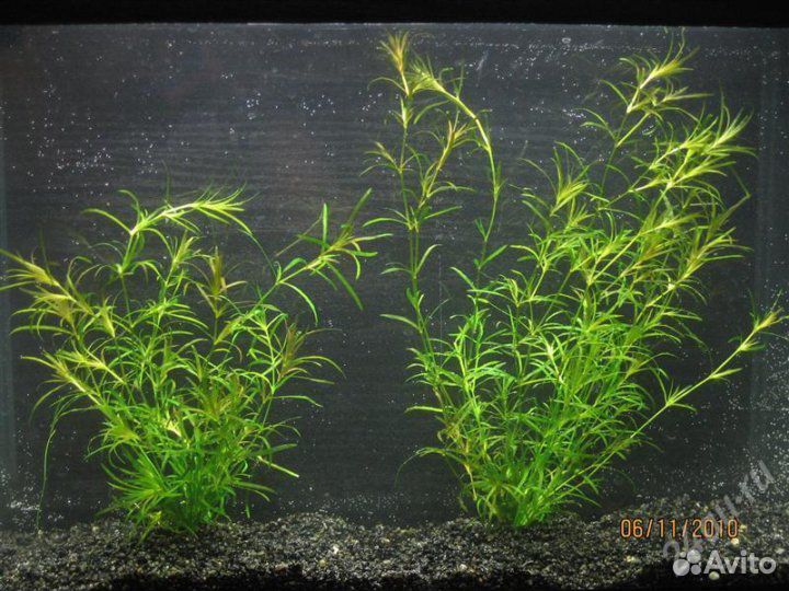 Аквариумные растения Наяс, роголистник