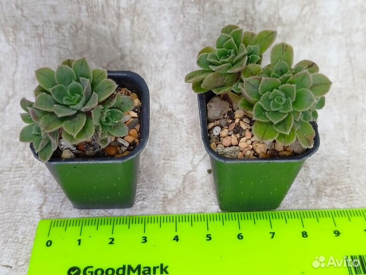 Суккуленты разные