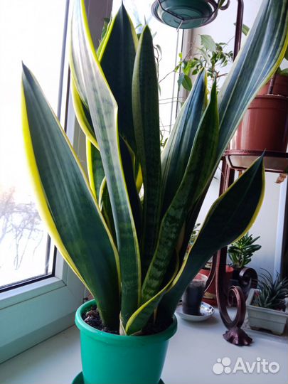 Сансевиерия лауренти