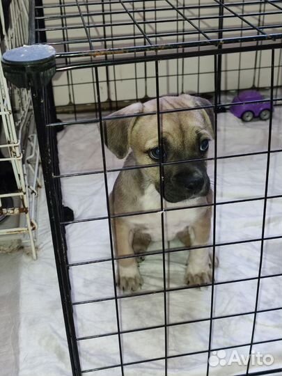 Собаки щенки