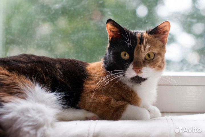Кассандра-общительная трехцветная кошка-компаньон