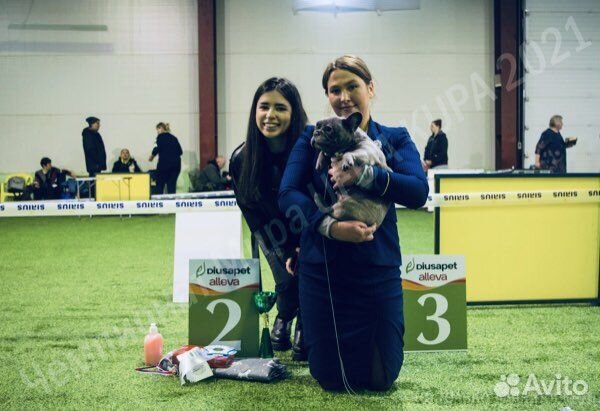 Хендлер, подготовка к выставкам, показ в ринге