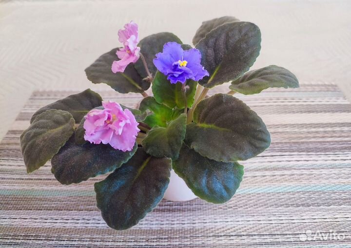 Фиалки цветущие
