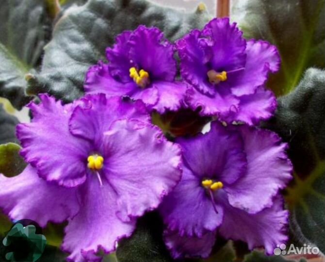 Детки сортовых фиалок