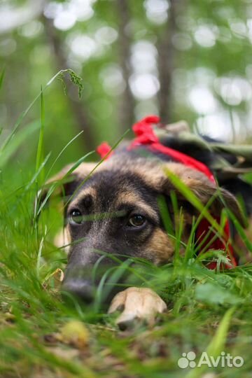 Щенок Джун пропадает в приюте