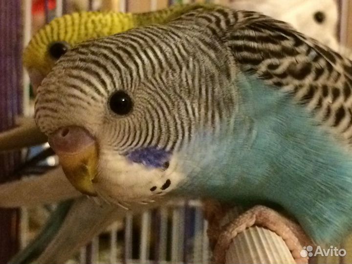 Попугайчики волнистики птенцы